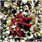 Shellglove CD